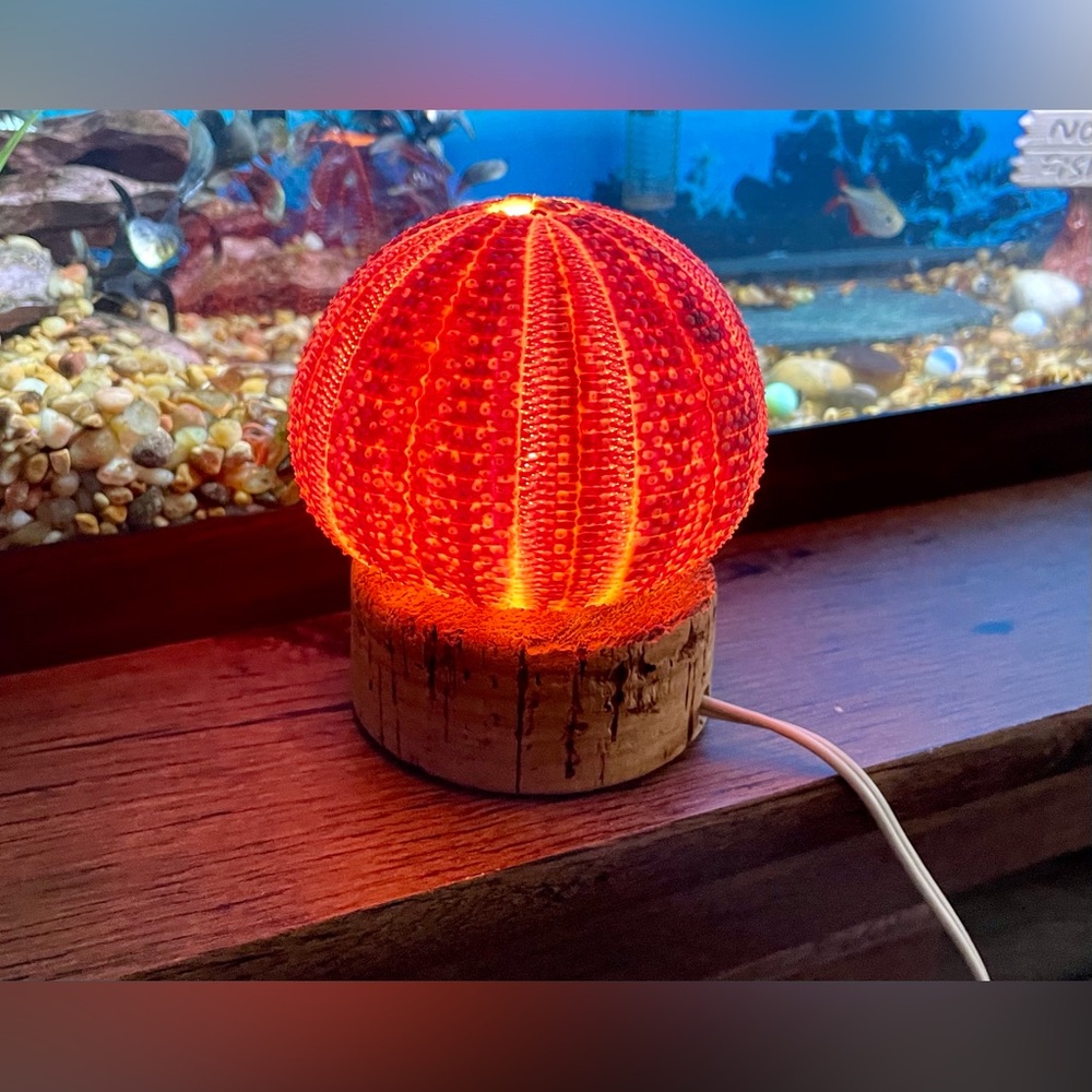 Unique Seashell Light Table Mantle Shelf Lamp Beachy Nightlight Ocean Shell - Picture 7 of 13